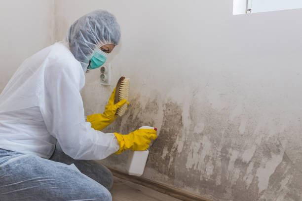 Attic Mold Removal in Bradfordville, FL