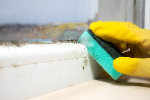 Mold Removal and Inspection in Bradfordville, FL