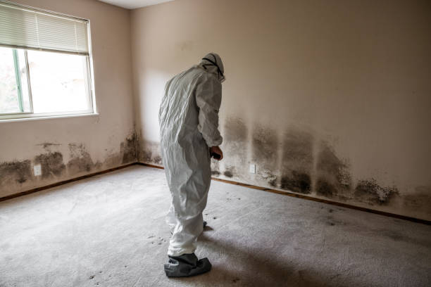 Office Mold Removal Services in Bradfordville, FL