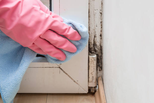 Best Mold Damage Repair  in Bradfordville, FL